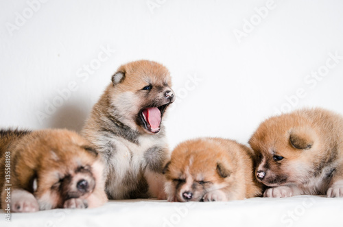 Puppies dog Akita breed © tmart_foto