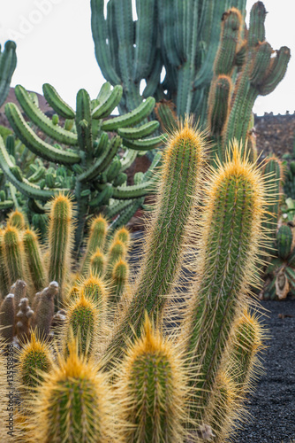 Giardino dei cactus Lanzarote - Canarie