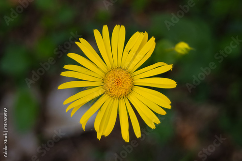 Wallpaper Mural Doronico (Doronicum columnae) - fioritura Torontodigital.ca