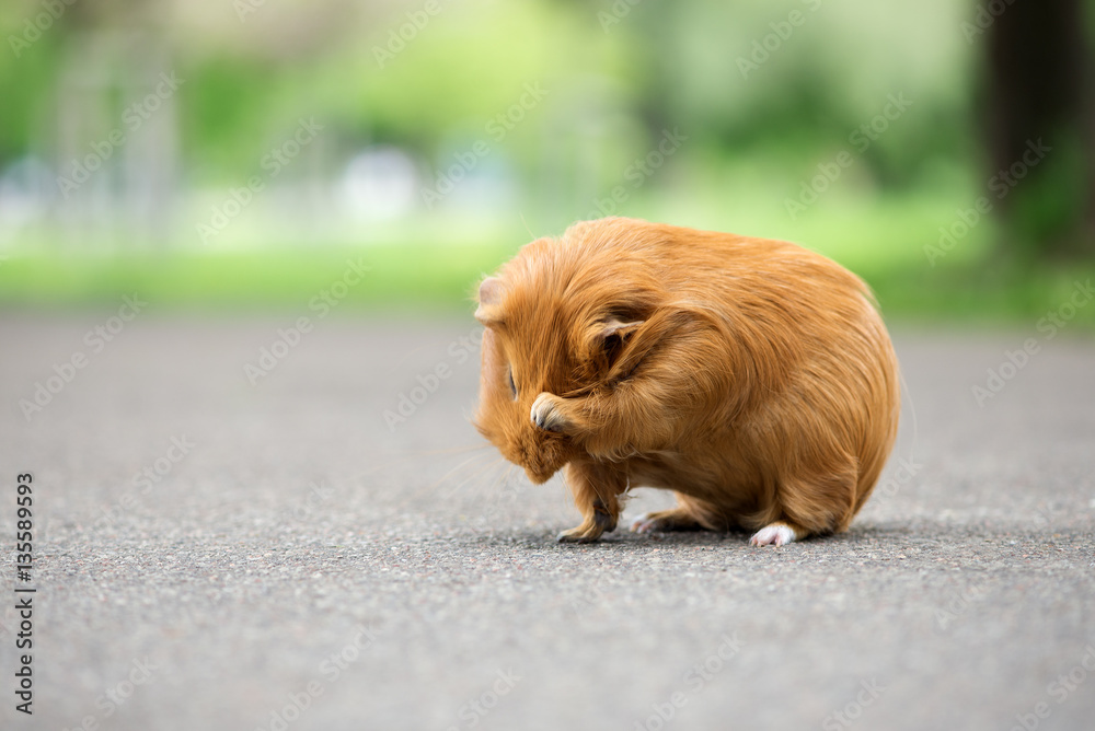brown guinea pig washing outdoors brown guinea pig washing outdoors