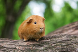 brown guinea pig posing outdoors