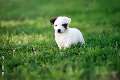 jack russell terrier puppy walking outdoors in summer © otsphoto