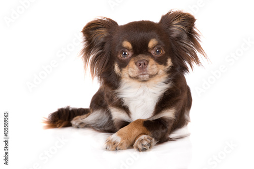 funny chihuahua dog lying down with crossed paws photo