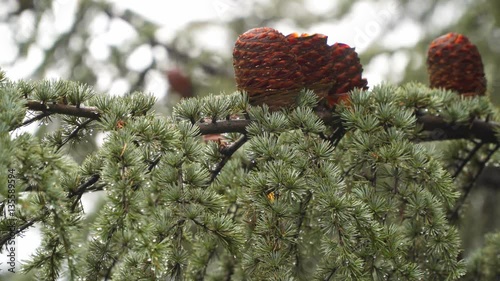 Branch coniferous tree with pine cones. On tenterhooks seen rain. photo