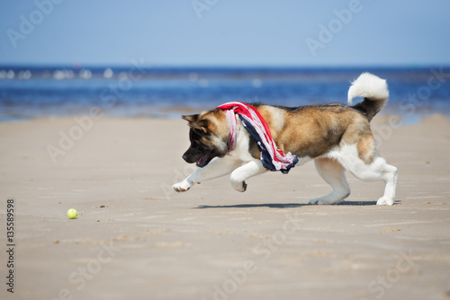 Fototapeta Naklejka Na Ścianę i Meble -  american akita dog playing with a tennis ball on the beach