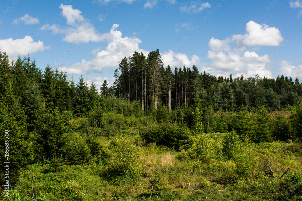 Fototapeta premium Wald in verschiedenen Altersklassen