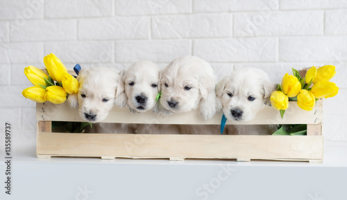 four golden retriever puppies with yellow tulips