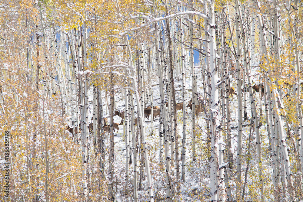 Obraz premium aspen autumn pattern