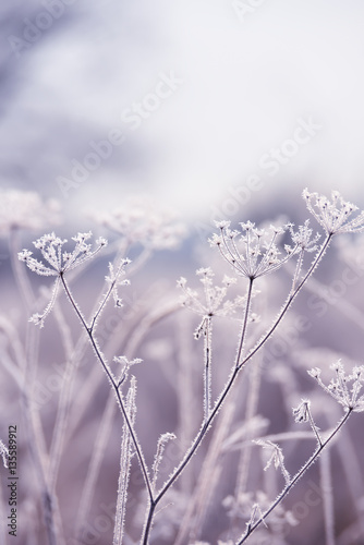 Fototapeta Naklejka Na Ścianę i Meble -  delicate openwork flowers in the frost. Gently  frosty natural winter background. Beautiful winter morning in the fresh air. Soft focus.
