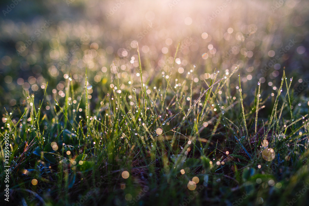 Morning landscape sunrise in the meadow, the grass and flowers the dew drops