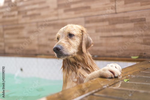 собака в бассейне 
