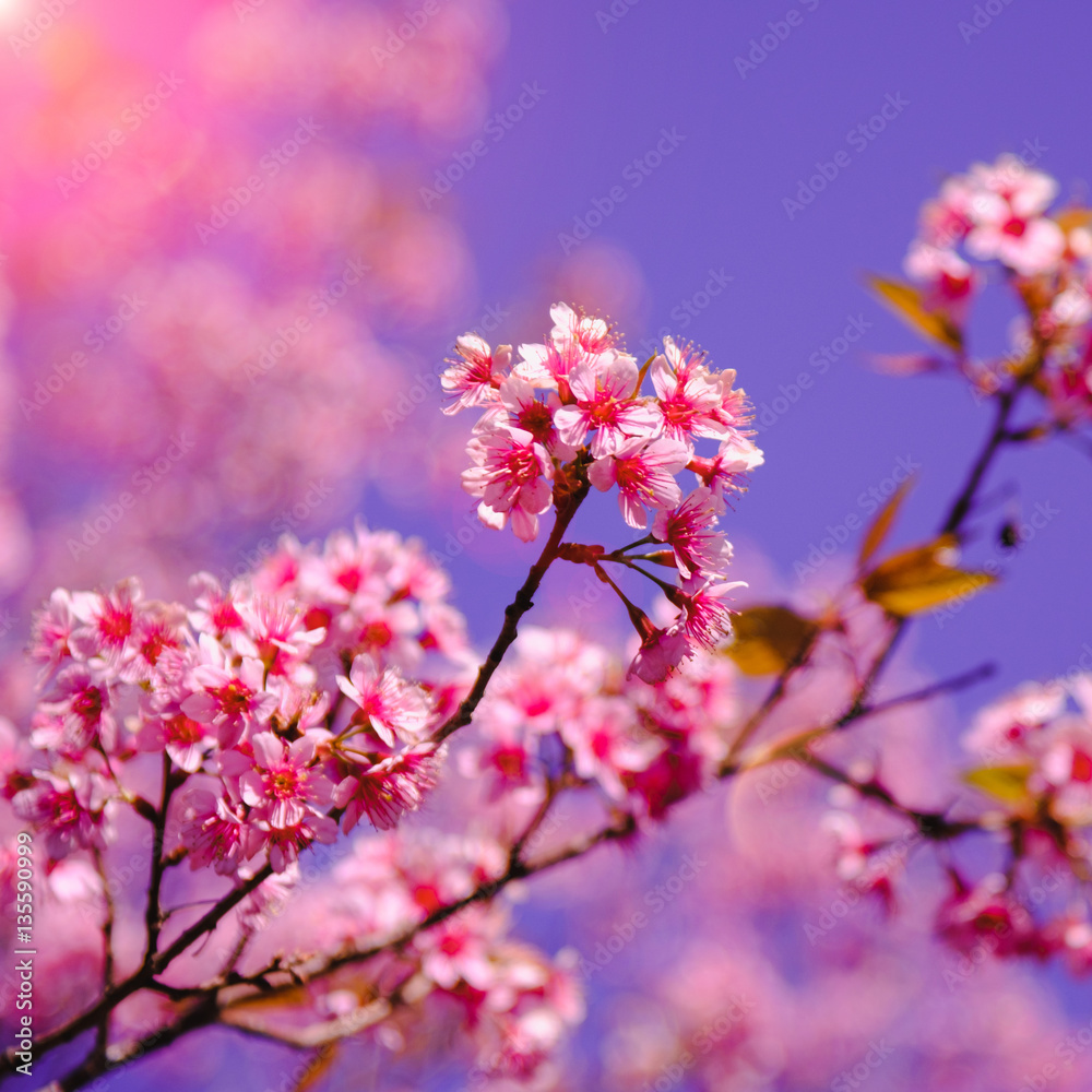 Selective focus Branch of Himalayan Cherry Blossom , also call sakura pink color with Natural blur background at highlands in winter at highlands of Phetchabun District, Thailand. Selective focus Branch of Himalayan Cherry Blossom , also call sakura pink color with Natural blur background at highlands in winter at highlands of Phetchabun District, Thailand.