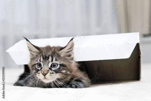 Fototapeta Naklejka Na Ścianę i Meble -  Маленький пушистый котенок Мейн-кун  играет с коробкой.