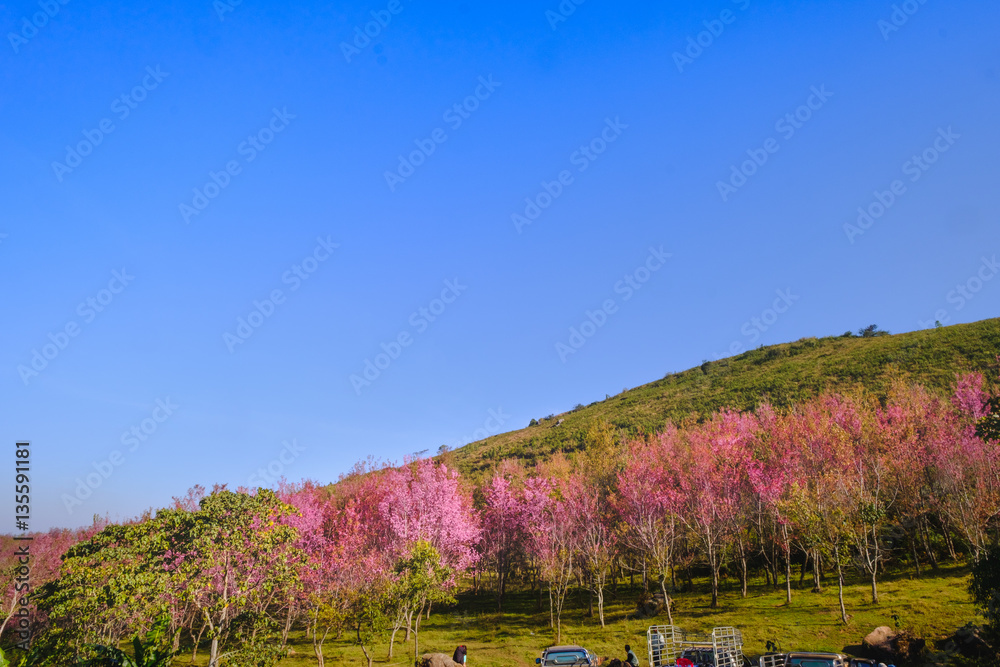 landscape view of Himalayan Cherry Blossom , also call sakura pink color with blue sky background in winter at highlands of Phetchabun District, Thailand. landscape view of Himalayan Cherry Blossom , also call sakura pink color with blue sky background in winter at highlands of Phetchabun District, Thailand.