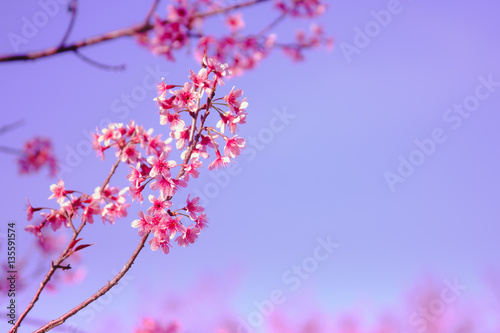 Selective focus Branch of Himalayan Cherry Blossom , also call sakura pink color with Natural blur background at highlands in winter at highlands of Phetchabun District, Thailand.