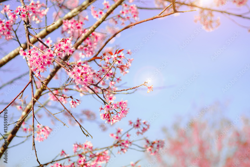 Selective focus Branch of Himalayan Cherry Blossom , also call sakura pink color with blue sky background in winter at highlands of Phetchabun District, Thailand. Selective focus Branch of Himalayan Cherry Blossom , also call sakura pink color with blue sky background in winter at highlands of Phetchabun District, Thailand.