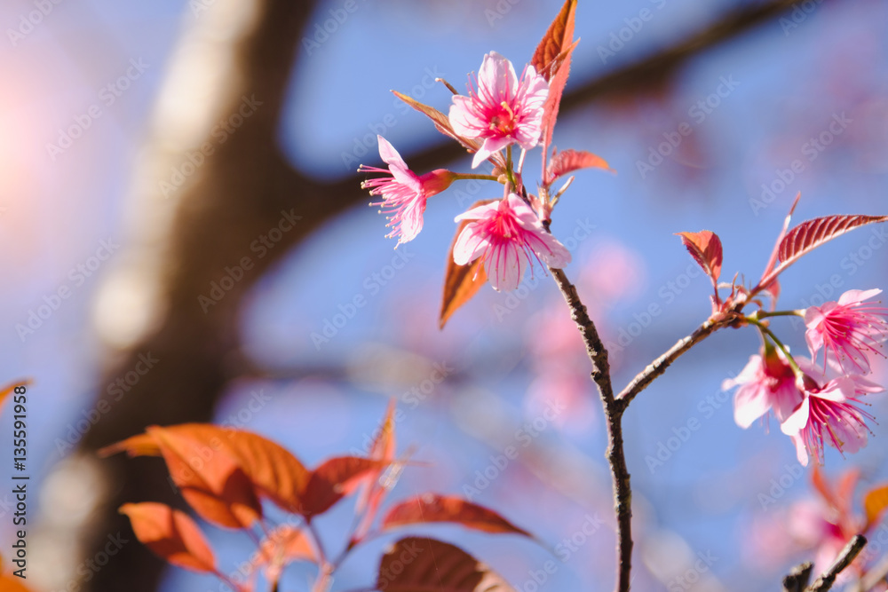 Selective focus Branch of Himalayan Cherry Blossom , also call sakura pink color with blue sky background in winter at highlands of Phetchabun District, Thailand.