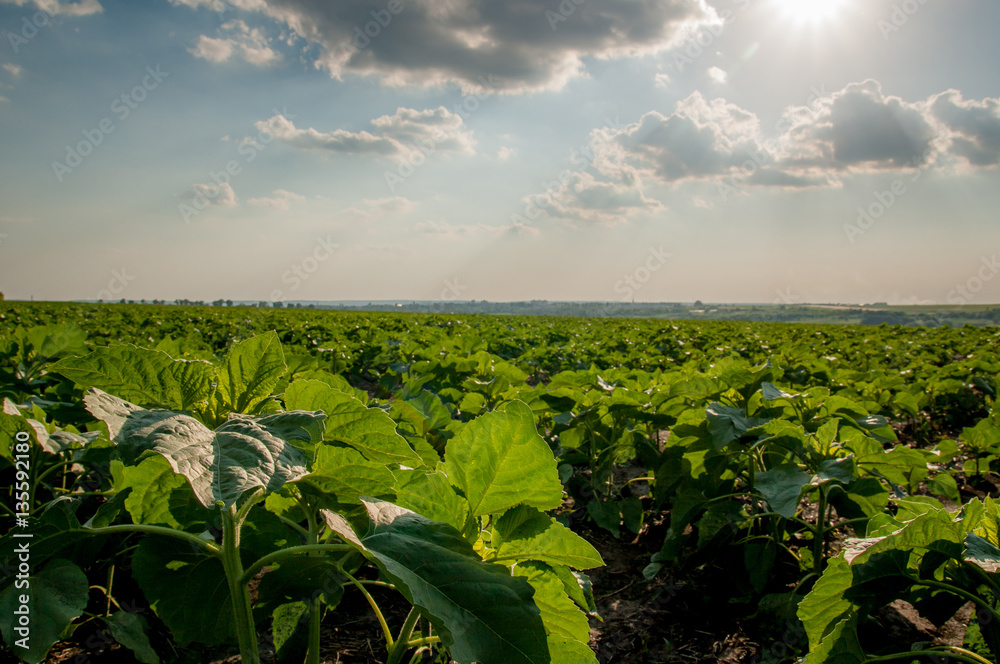 Field young sunflower landscape Field young sunflower landscape