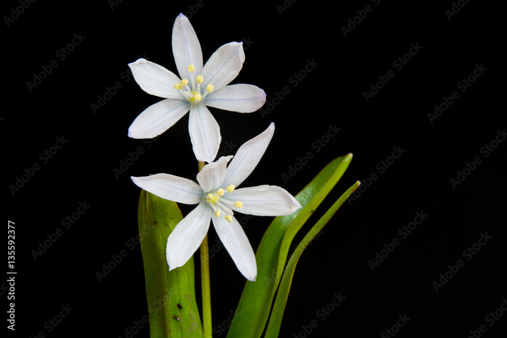 Naklejka premium シラー シビリカ