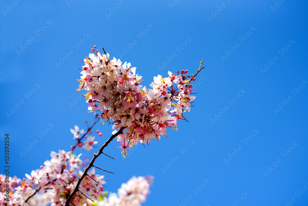 Cassia bakeriana tree with heart shaped. Cassia bakeriana tree with heart shaped.
