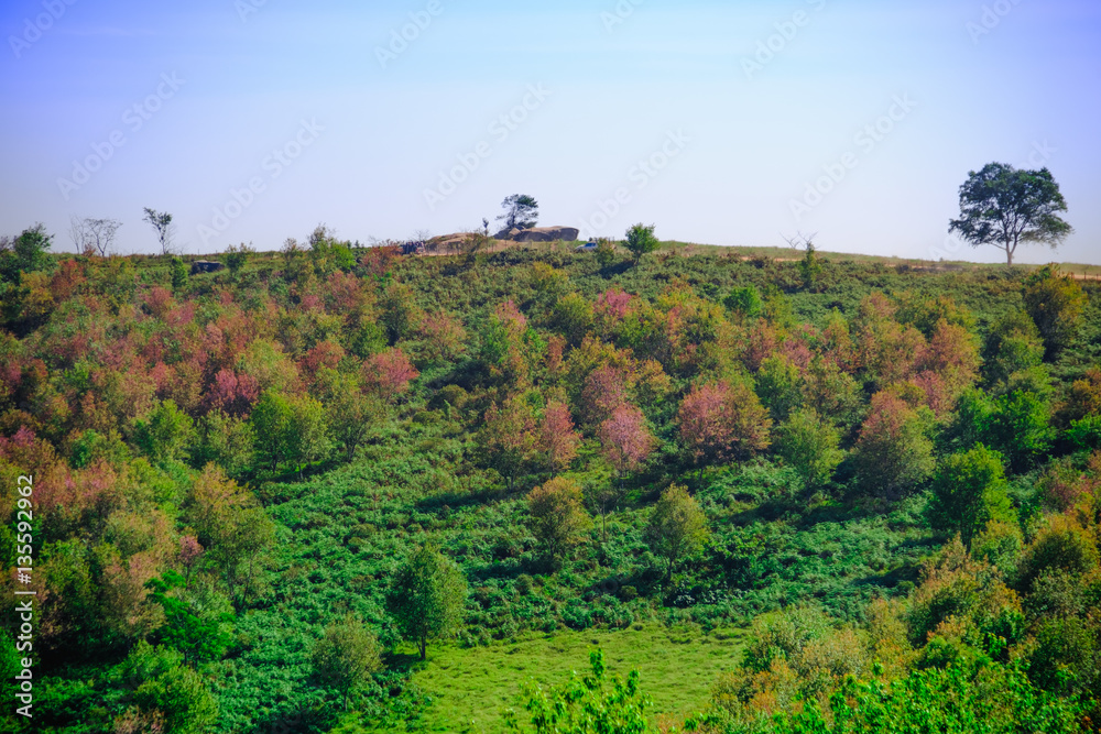 landscape view of Himalayan Cherry Blossom , also call sakura pink color with blue sky background in winter at highlands of Phetchabun District, Thailand.