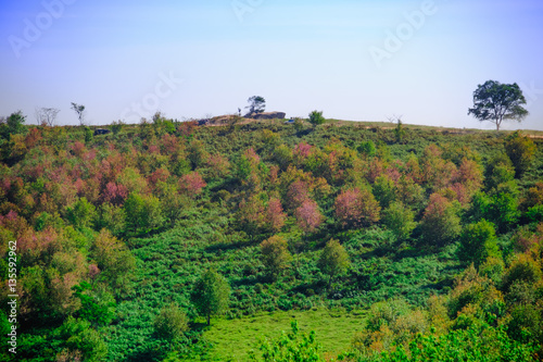 landscape view of Himalayan Cherry Blossom   also call sakura pink color with blue sky background in winter at highlands of Phetchabun District  Thailand.