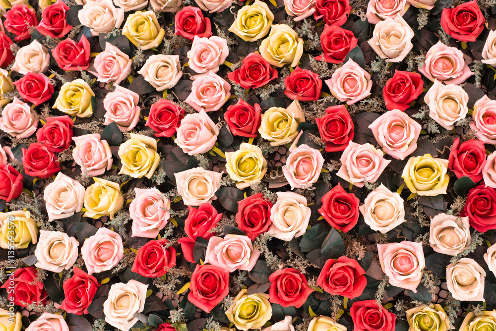 Colorful wallpaper roses Colorful wallpaper roses