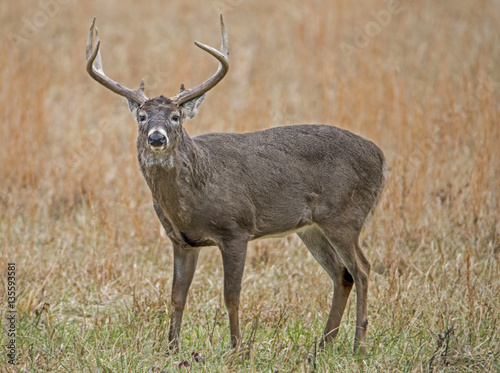 Male White Tailed Deer Buck in a field of grass.