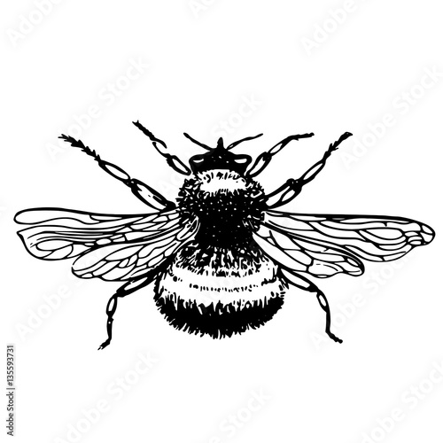 sketch the insect bee