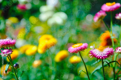 straw flower or everlasting or paper daisy flower in garden with Natural blur background © iphotothailand