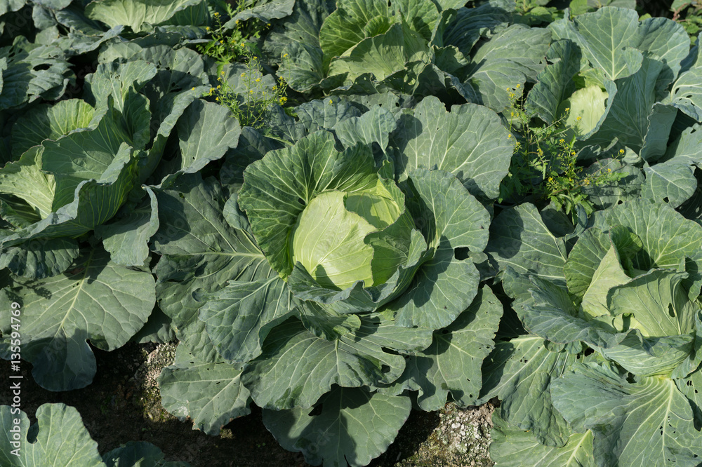 view of a freshly growing cabbage field.