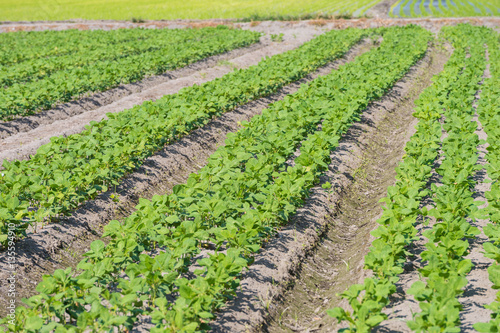 soybeans field