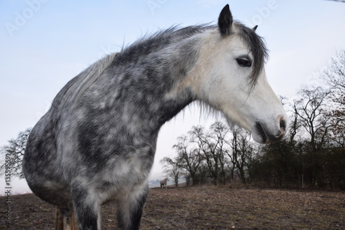 Ein schwarz weißes geflecktes Pferd steht im Januar auf der Winterweide im freien und sucht vergeblich nach Futter. © Copula