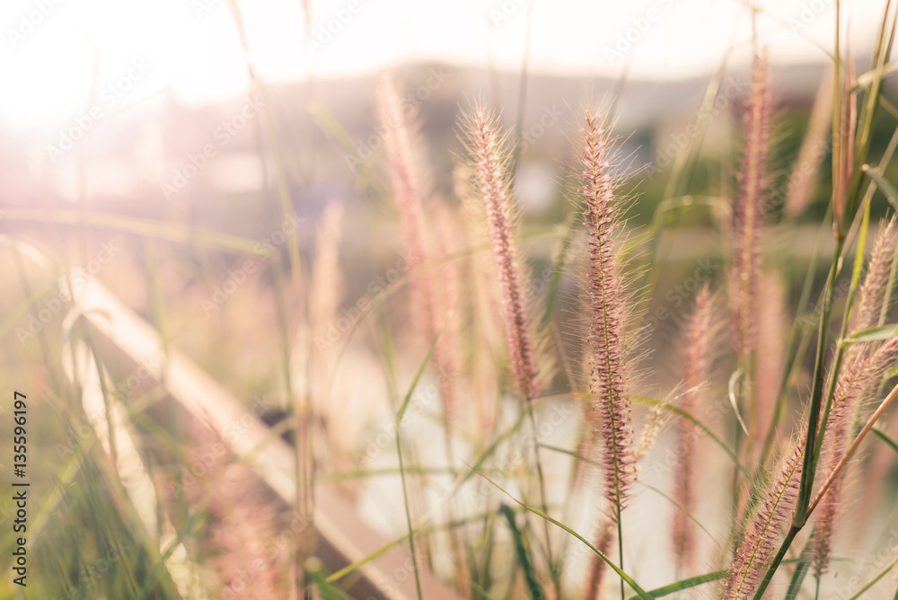 Fototapeta premium Abstract : Blur, Dried grass in the morning, soft focus, warm fall color.