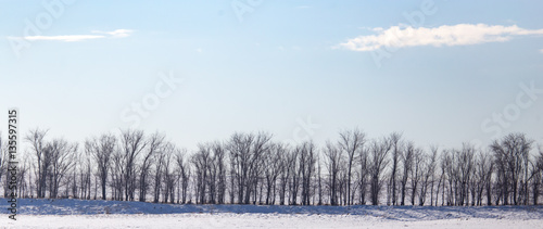 trees outdoors in winter