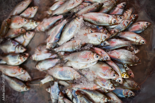 Fresh fish and ice on dark  background arrange for fresh market at early morning at Uthaithani province of thailand photo