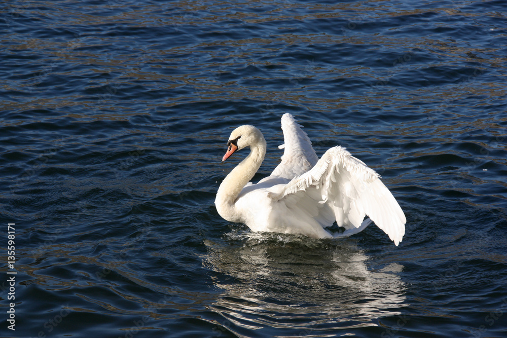 Cygne prenant son envol Cygne prenant son envol