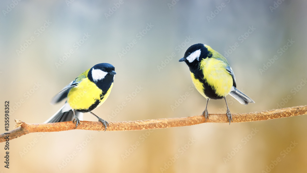Obraz premium two beautiful Tits and a branch in the forest looking at each other