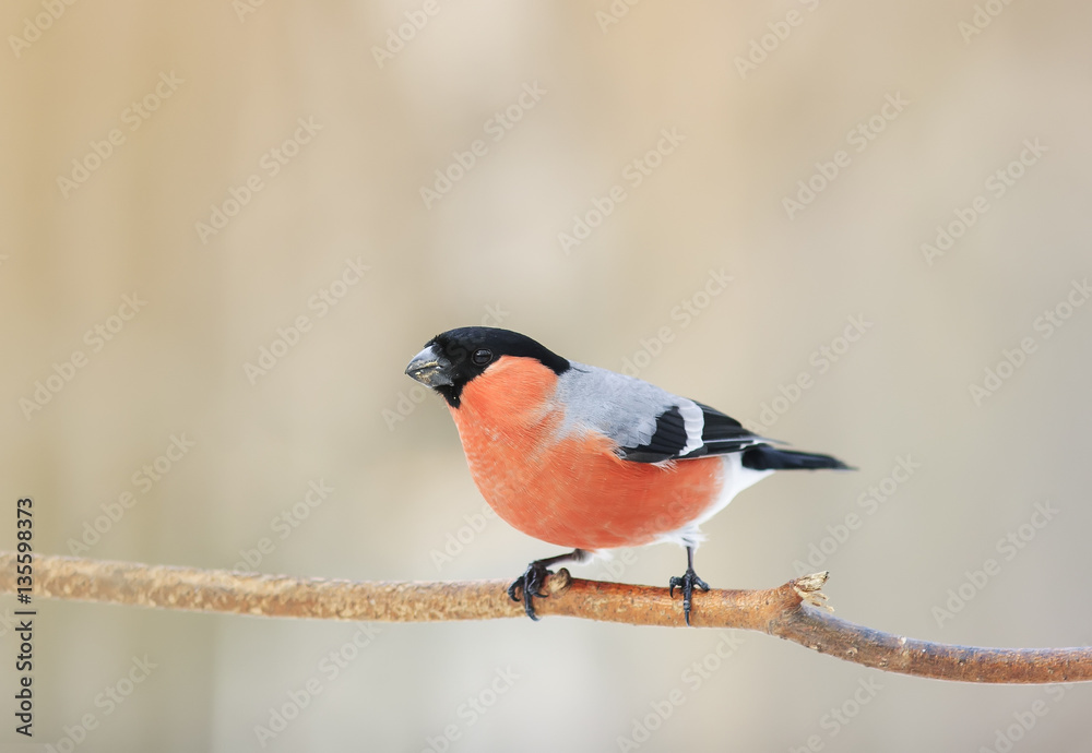 Fototapeta premium bullfinch bird with red breast sitting in the woods on a branch