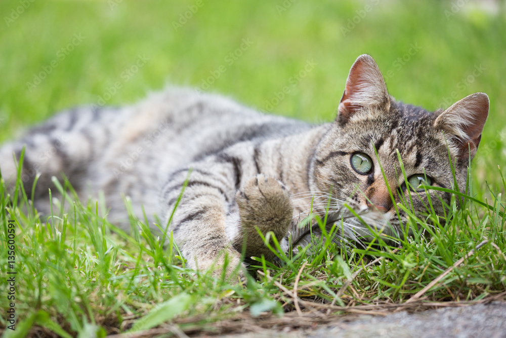 Little cat laying and playing in the grass