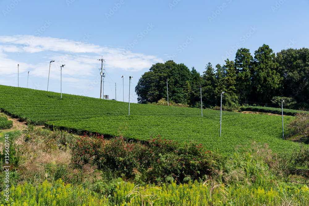 Green Tea farm