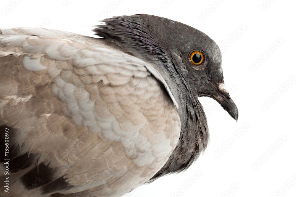 Fototapeta premium pigeon dove bird close up on white background