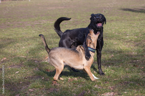 Rudiment  res Verhalten bei Hunden