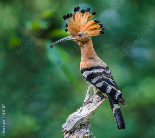 Hoopoe or Common hoopoe(Upupa epops), beautiful bird on branch with green background.