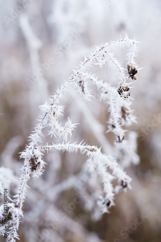 Frozen thistles in winter © Rostislav Sedlacek