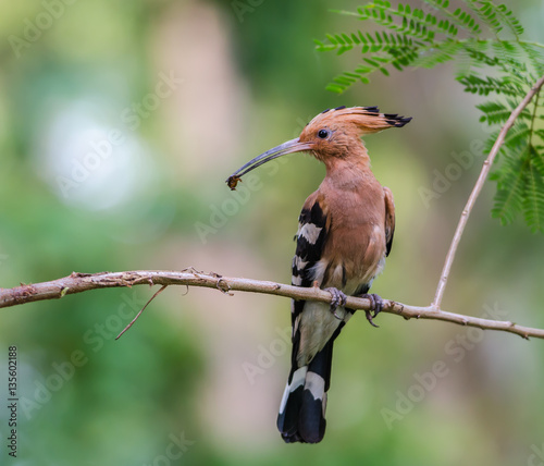 Hoopoe or Common hoopoe(Upupa epops), beautiful bird on branch with green background.