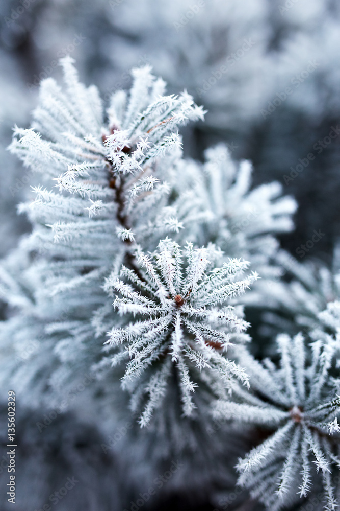 Pine branches covered with hoarfrost