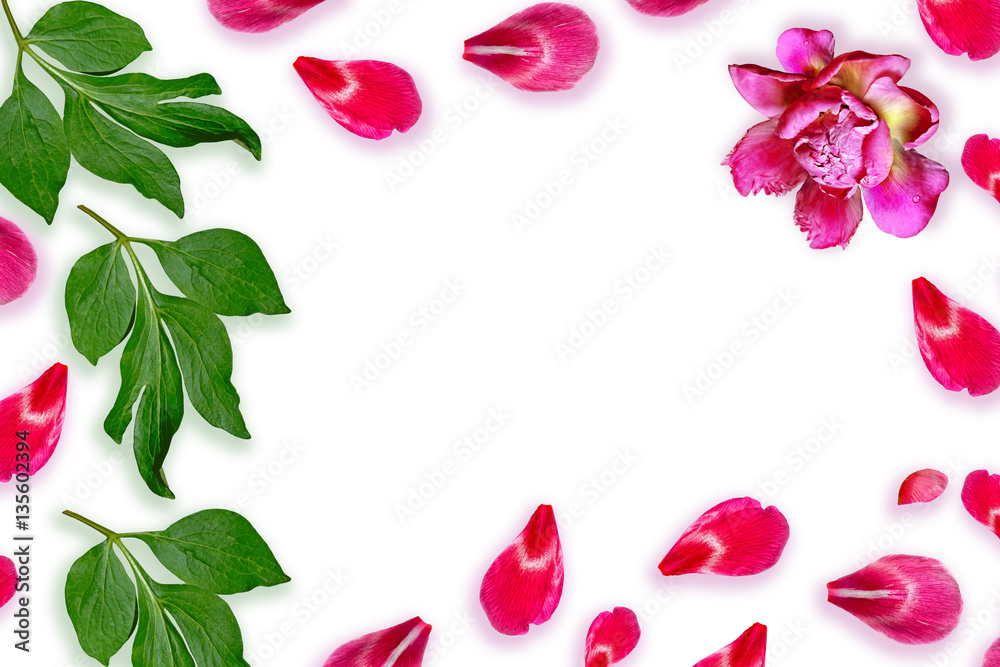 Colorful bright flowers peonies isolated on white background. Colorful bright flowers peonies isolated on white background.