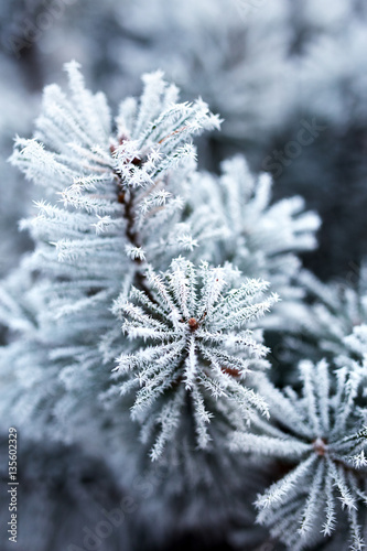Pine branches covered with hoarfrost © Rostislav Sedlacek