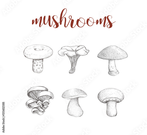 Mushroom set. Collection of mushrooms vector illustration